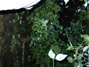 Looking up and out of the tunnel into the woods that surrounded the hole.