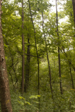 One of the remaining telegraph poles along the former railbed outside the east end of the tunnel.