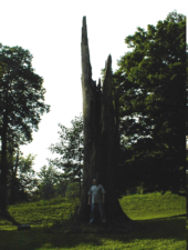 This 6'4" 235 lbs man looked small standing in front of this massive tree trunk.