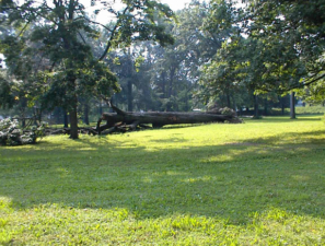 A downed tree inside the circle.