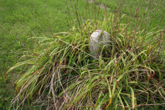 An overgrown plant surrounded the tombstone of Elizabeth Bisel.