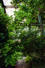 The west end of the bridge was overtaken with vegetation at the time of our visit.