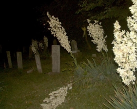 Here are the flowers that fell on our way out.