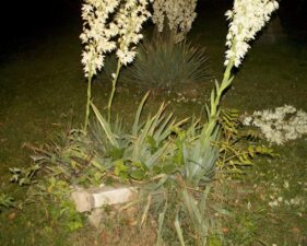 A second look at the fallen plant.