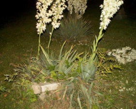 A second look at the fallen plant.