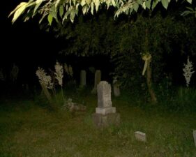 Some of the trees had yellow ribbons around their trunks.