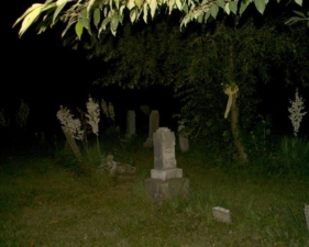 Some of the trees had yellow ribbons around their trunks.