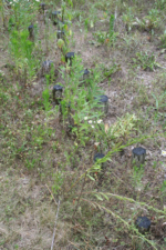 These posts marked the location of the house's wall.