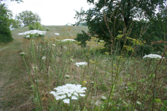 Wild flowers occupied the field in front of Seip Mound.
