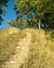 This dirt trail seemed to have been a stairway at one time.