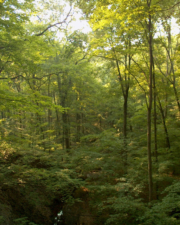A look down onto the creek below from a small cliffside.