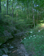 Slate Run Creek.