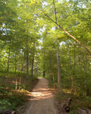 This section of trail went up a steep hill.