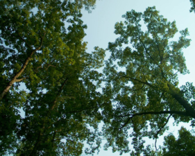 A canopy of trees.