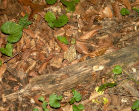 We found some wildlife while on our walk. Can you spot the frog?