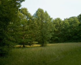 At the edge of one of the preserved prairies.