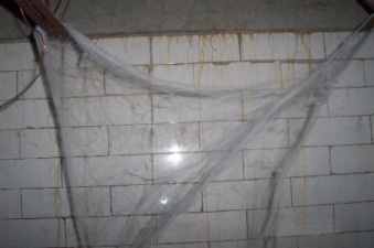 Cobwebs that resembled the classic horror movies.