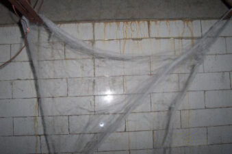 Cobwebs that resembled the classic horror movies.