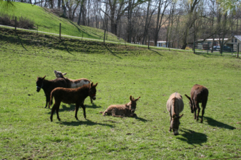 A few neighboring farm animals.