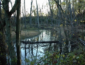 This swampy area was adjacent to the south side of the pond.