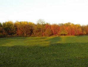 The treeline in the fall.