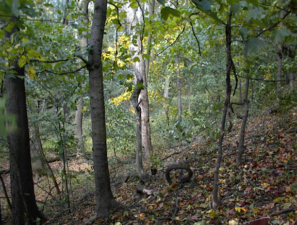 The view as we walked down an unimproved trail.