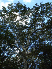 A huge tree in the woods. It must have been over 100 years old.