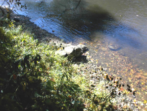 These stones on the bank were placed there long ago. We aren't sure what purpose they served.