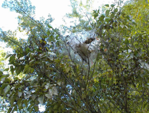 A huge web of some sort was in one of the trees.