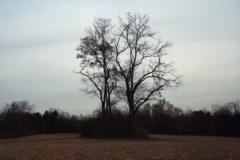 A small clump of trees in the middle of a farmer's field marked the location of Tunis Newkirk Cemetery.