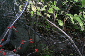 The cemetery was very overgrown and finding tombstones was difficult.