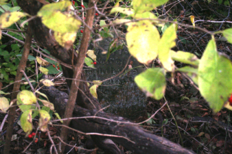 Looking through the brush to see a grave marker.