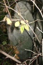The tombstone of Susannah Newkirk was behind lots of overgrowth. Susannah died on July 4, 1811 when she was 59-years-old.