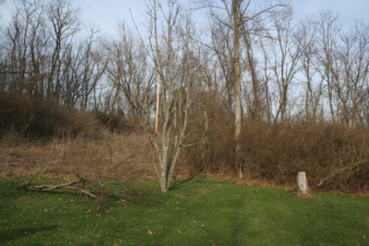 Most of the trees here are new since the crash.