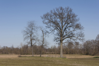 Weaver Cemetery sits in this small grove of trees in a farmer's field off Leonard Road.