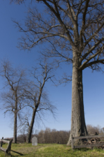 There was one large tree and two smaller trees in the cemetery.