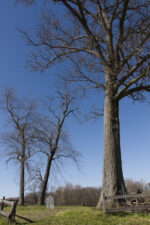 There was one large tree and two smaller trees in the cemetery.