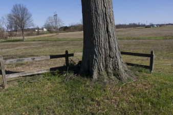 The base of the large tree in the corner.