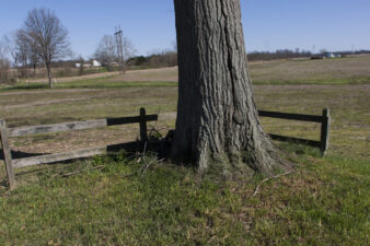The base of the large tree in the corner.