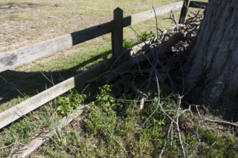 Downed branches were stacked between the fence and a large tree.