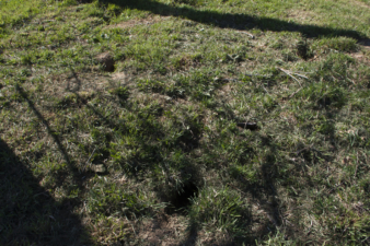 There were several groundhog holes in the cemetery.