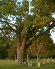 This huge tree sat at the end of the old driveway.