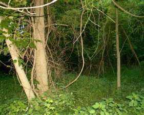 This wooded area just behind the cemetery was where we heard the mysterious footsteps.