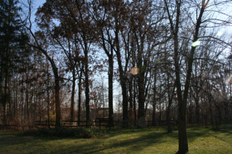 Young-Pickering Cemetery was located in this small wooded area in a common area of the Chevington Woods subdivision.